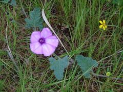 Convolvulus althaeoides