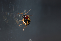 Gynandrobrotica