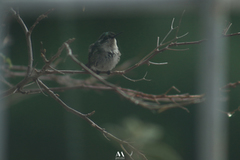 Chlorostilbon assimilis