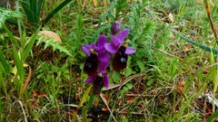 Ophrys × inzengae