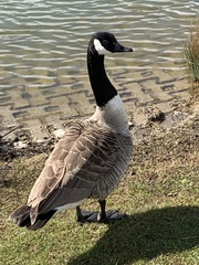 Branta canadensis