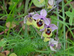 Ophrys tenthredinifera