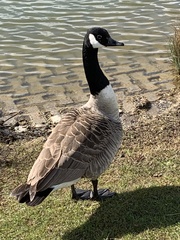 Branta canadensis