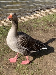 Anser anser