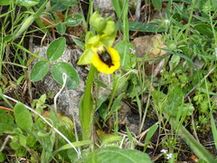 Ophrys lutea