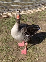 Anser anser