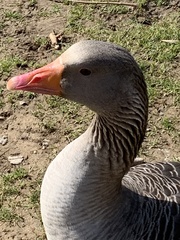 Anser anser