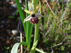 Ophrys sphegodes