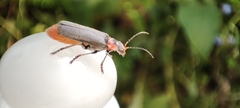 Cantharis reichei
