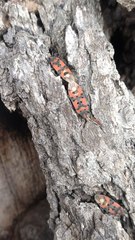 Lygaeus equestris lactans