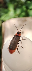 Cantharis reichei