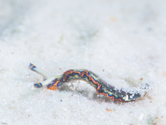 Thuridilla indopacifica