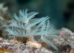 Protula bispiralis