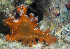 Chicoreus palmarosae