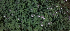 Impatiens maculata