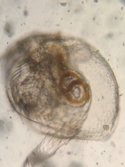 Picripleuroxus denticulatus