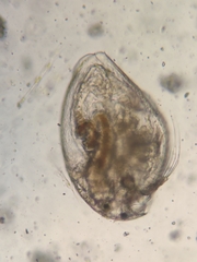 Picripleuroxus denticulatus