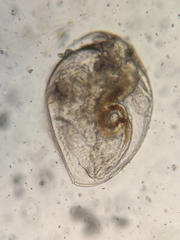 Picripleuroxus denticulatus