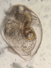 Picripleuroxus denticulatus