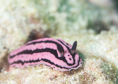 Phyllidiella rosans
