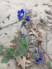 Phacelia viscida viscida