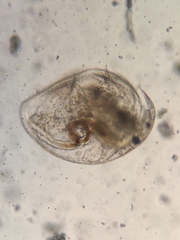 Picripleuroxus denticulatus