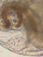 Picripleuroxus denticulatus