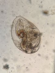 Picripleuroxus denticulatus