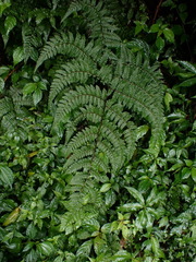Cornopteris banajaoensis