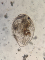Picripleuroxus denticulatus