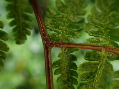 Cornopteris banajaoensis