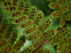 Cornopteris banajaoensis
