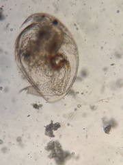 Picripleuroxus denticulatus