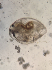 Picripleuroxus denticulatus