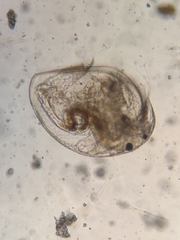 Picripleuroxus denticulatus