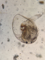 Picripleuroxus denticulatus