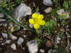 Ranunculus bullatus