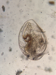Picripleuroxus denticulatus