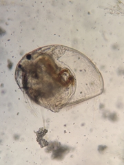 Picripleuroxus denticulatus