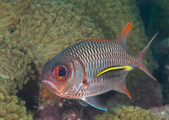 Myripristis violacea