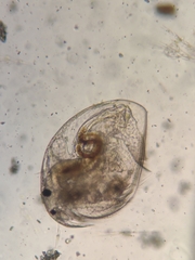 Picripleuroxus denticulatus