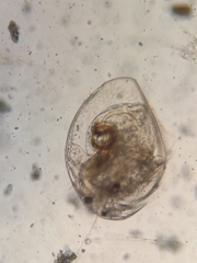 Picripleuroxus denticulatus
