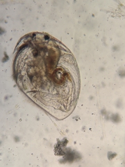 Picripleuroxus denticulatus