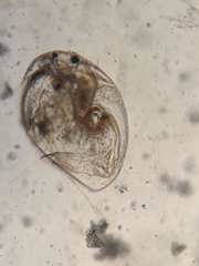 Picripleuroxus denticulatus