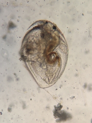 Picripleuroxus denticulatus