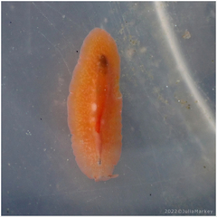 Eurylepta