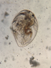 Picripleuroxus denticulatus