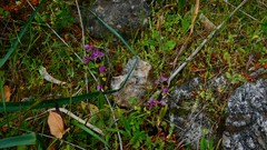 Ophrys tenthredinifera