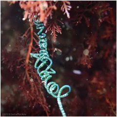 Chaetomorpha spiralis