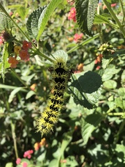 Leucanella viridescens